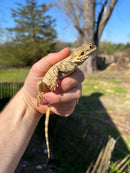 Painted Agama (Laudakia stellio brachydactyla)