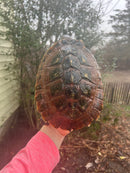 Pink Bellied Snapping Turtle Adults (Elseya novaguineae)