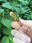 D'Orbigny's Slider Baby (Trachemys dorbigni)