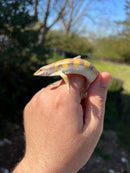 Sandfish Skink (Scincus scincus)