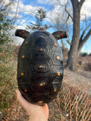 Red Foot Tortoise  Adult Female 1 (Chelonoidis carbonaria)