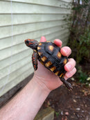 Brazilian Cherryhead Tortoise 2021
