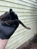 Banded Water Snake (Nerodia fasciata)