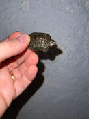 Concentric Diamondback Terrapin 2022 (Malaclemys terrapin)