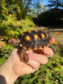Brazilian Cherryhead Red Foot Tortoise 2020 (4-5 inch) Female ( Geochelone carbonaria)