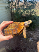 Homes Hinge-back Tortoise Adult Pair 5 (Kinixys homeana)