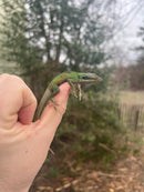 Green Anole (Anolis carolinensis)