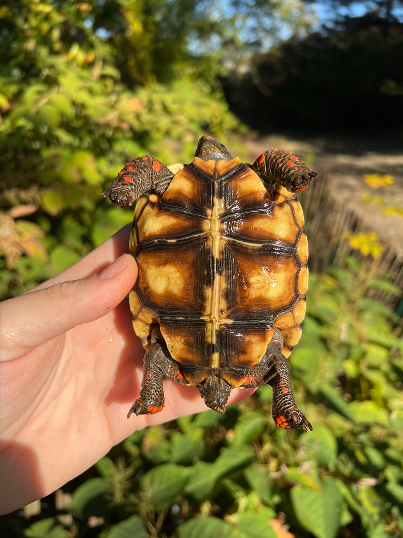 Brazilian Cherryhead Red Foot Tortoise 2020 (4-5 inch) Female ( Geochelone carbonaria)