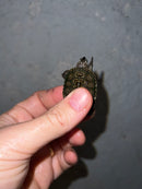 Concentric Diamondback Terrapin 2022 (Malaclemys terrapin)