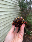 Brazilian Cherryhead Tortoise 2021