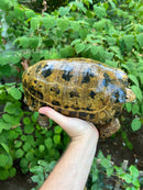 Forstens Tortoise Adult  Male 5 (Indotestudo forstenii)