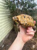 Forstens Tortoise 2020 Female 6 (Indotestudo forstenii)