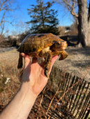 Forstens Tortoise Adult  Male 8 (Indotestudo forstenii)
