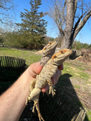 Painted Agama Adult Pair  (Laudakia stellio brachydactyla)