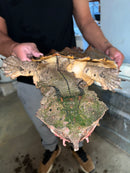 Adult Mata Mata Female (Chelus fimbriata)