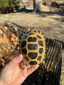 Forstens Tortoise 2020 Female 2 (Indotestudo forstenii)