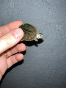 Concentric Diamondback Terrapin 2022 (Malaclemys terrapin)