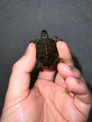 Concentric Diamondback Terrapin 2022 (Malaclemys terrapin)