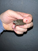 Concentric Diamondback Terrapin 2022 (Malaclemys terrapin)