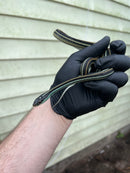 Blue Striped Ribbon Snake (Thamnophis sauritus)