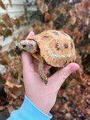 Forstens Tortoise 2020 Female 1 (Indotestudo forstenii)