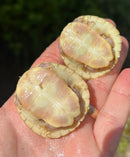 Lubino Red Eared Slider Turtle Baby (Trachemys elegans)