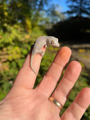 Orange Blotched Gargoyle Gecko Well Started Babies (Rhacodactylus auriculatus)