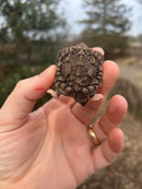 Pied Alligator Snapping Turtle Pig Tailed (Macrochelys temminckii)