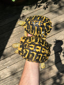 Western Hermann's Tortoise Adult Pair (Testudo hermanni hermanni)