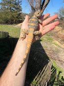 Painted Agama Adult Pair  (Laudakia stellio brachydactyla)