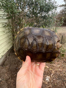 Burmese Brown Mountain Tortoise Female 2 ( Manouria emys emys)