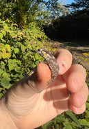 Reticulated Gargoyle Gecko Well Started Babies (Rhacodactylus auriculatus)