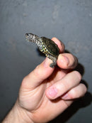Concentric Diamondback Terrapin 2022 (Malaclemys terrapin)