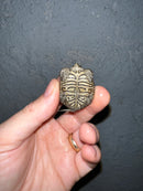 Concentric Diamondback Terrapin 2022 (Malaclemys terrapin)