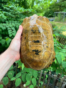 Forstens Tortoise Adult  Male 4 (Indotestudo forstenii)