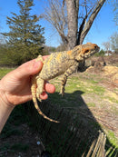Painted Agama Adult Pair  (Laudakia stellio brachydactyla)