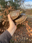 Sulawesi Box Turtle (Cuora ambonesis)