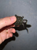 Concentric Diamondback Terrapin 2022 (Malaclemys terrapin)