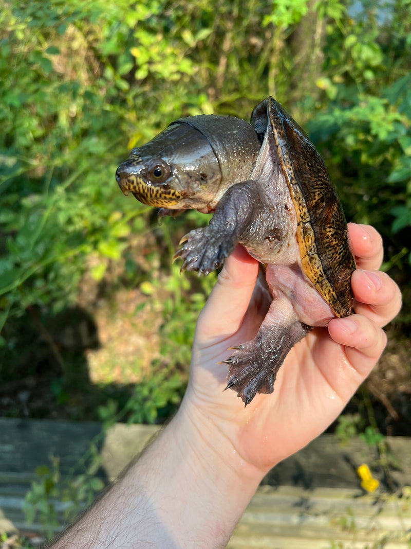 Vampire Musk Turtle Adults (Claudius angustatus)