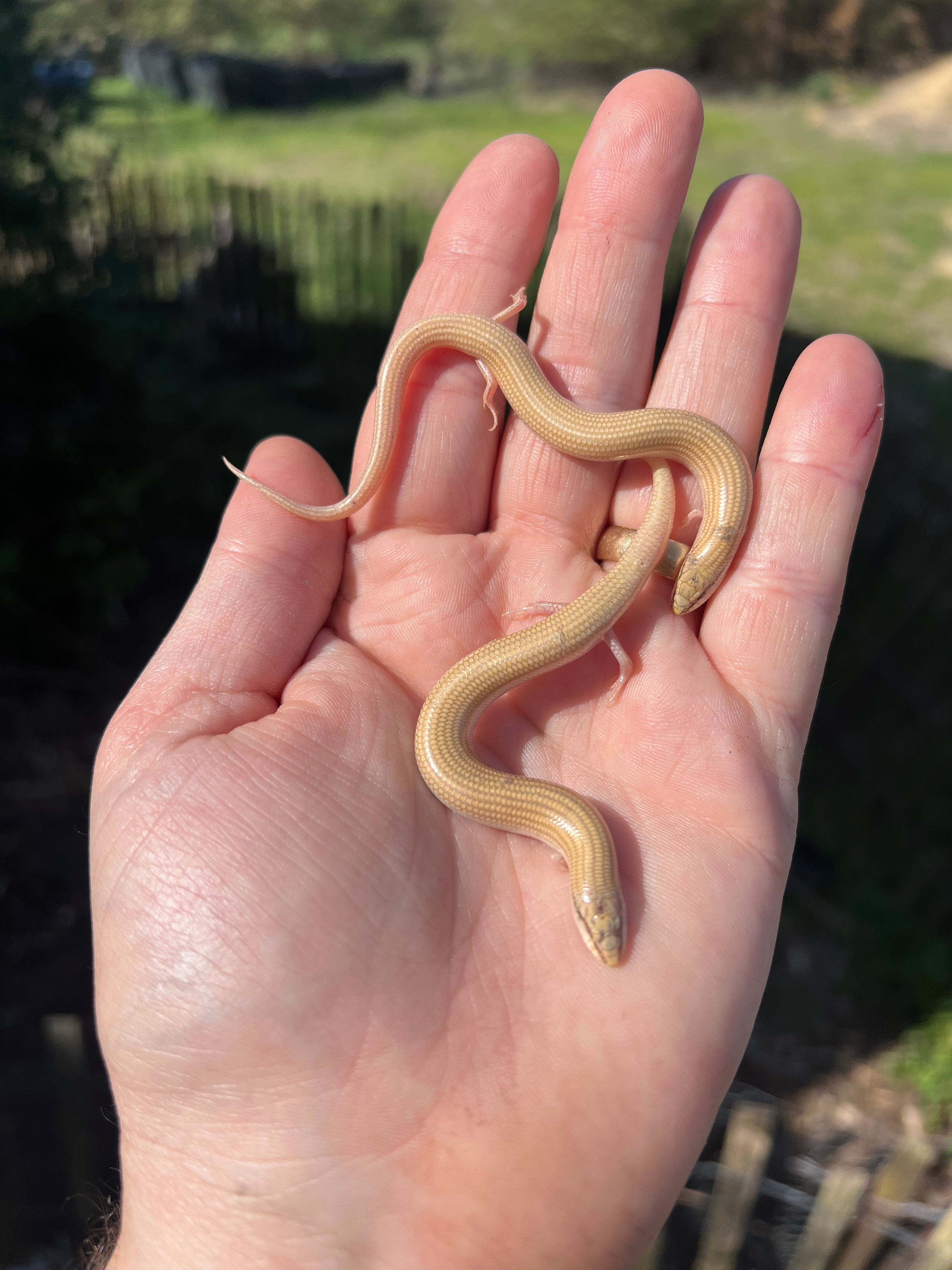 Egyptian Legless Sand Skinks For Sale | American Reptile Distributors