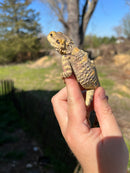 Painted Agama (Laudakia stellio brachydactyla)