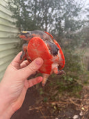 Pink Bellied Sideneck Turtle Adults (Emydura subglobosa)