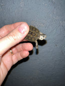 Concentric Diamondback Terrapin 2022 (Malaclemys terrapin)