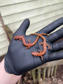 Cave Salamanders (Eurycea lucifuga)