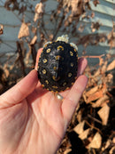Ornate Diamondback Terrapin (4 inch) Female