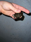 Concentric Diamondback Terrapin 2022 (Malaclemys terrapin)