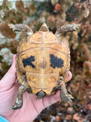 Forstens Tortoise 2020 Female 1 (Indotestudo forstenii)
