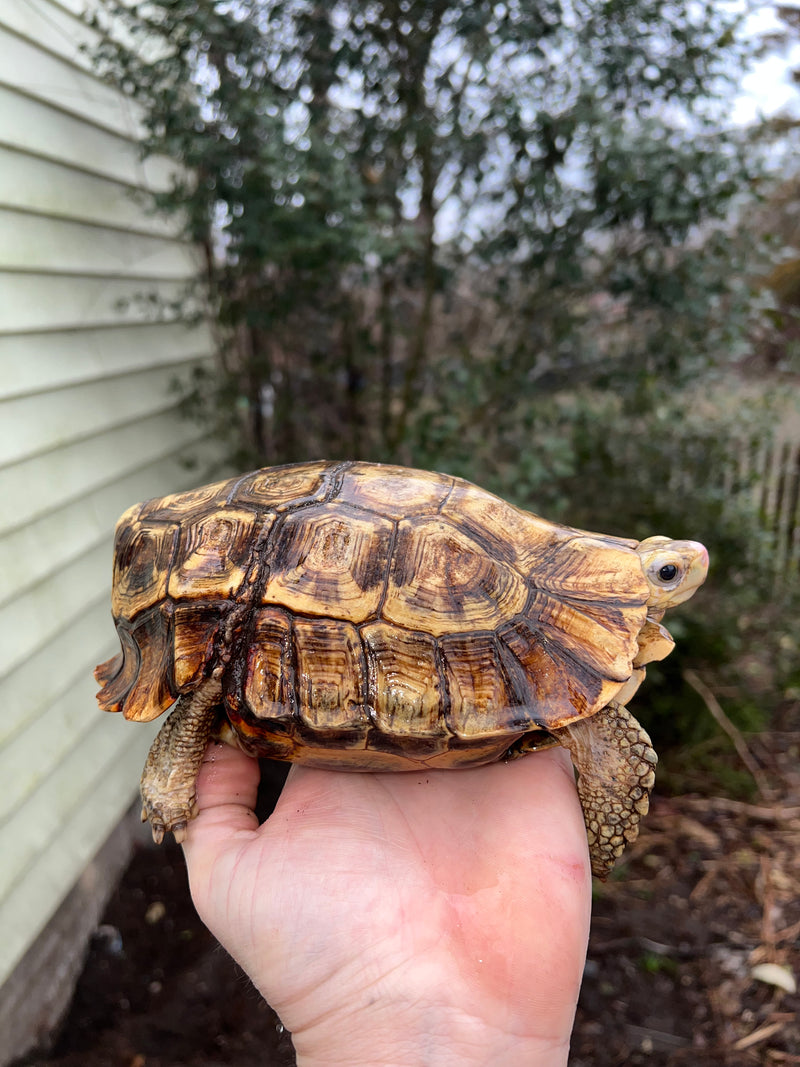 Homes Hinge-back Tortoise Adult Pair 2 (Kinixys homeana)