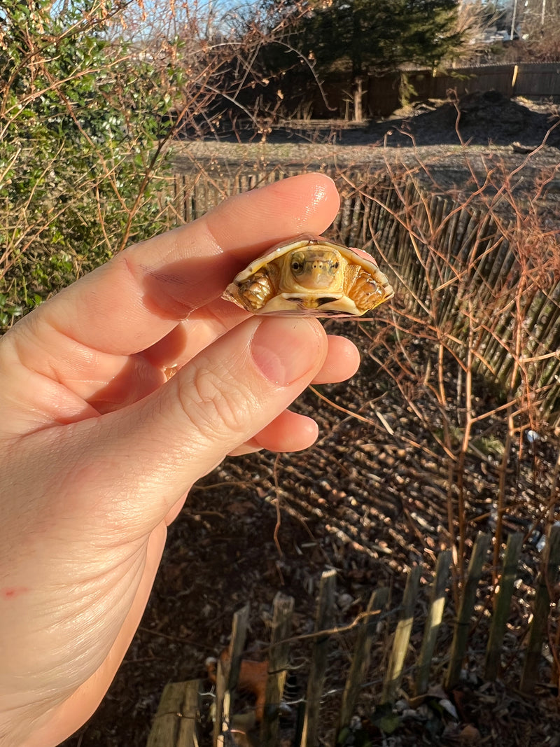 McCord's Box Turtle Baby (Cuora mccordi)