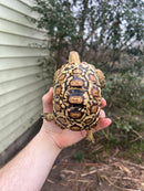 South African Giant  Leopard Tortoise Female 2021 (6 inch)(Stigmochelys p. pardalis)